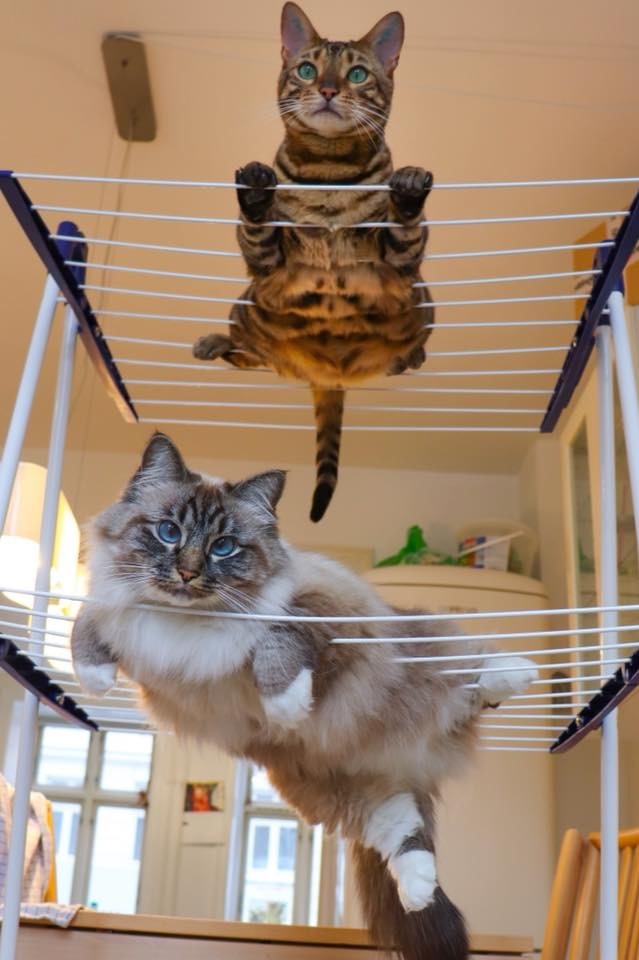 Cats
