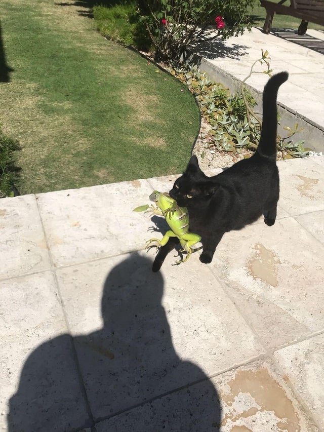 Cats