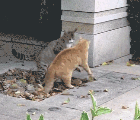 Cats