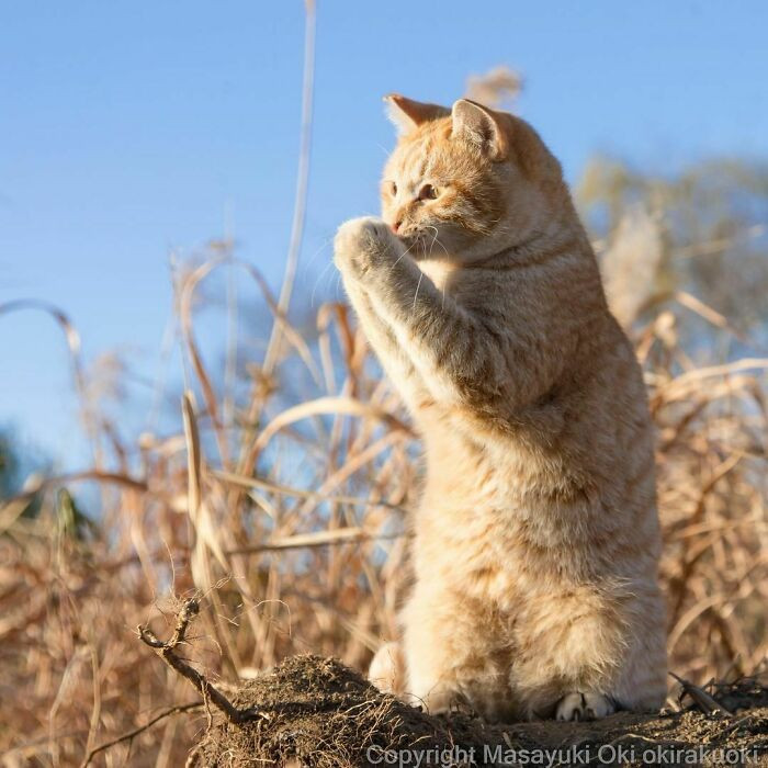 Cats