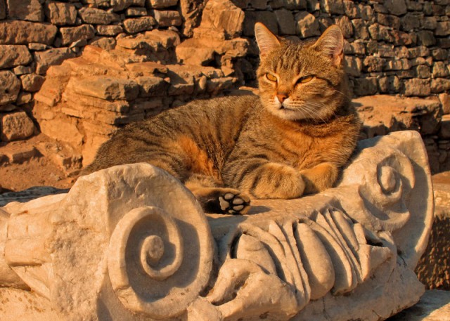 Cats