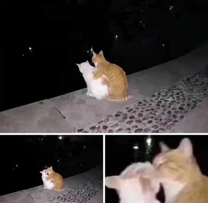 Cats