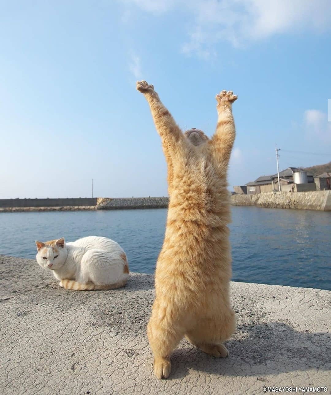 Cats