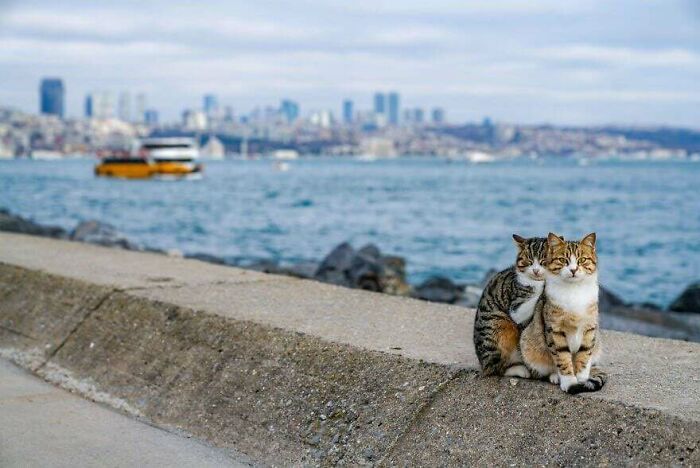 Cats