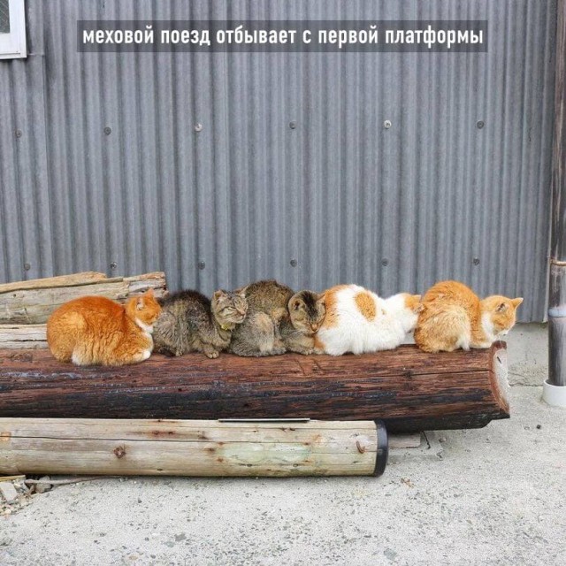 Cats