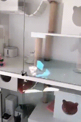 Cats