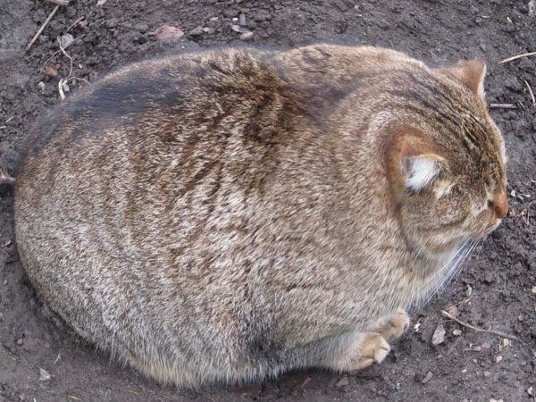 Cats