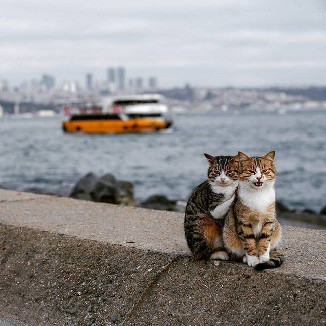Cats