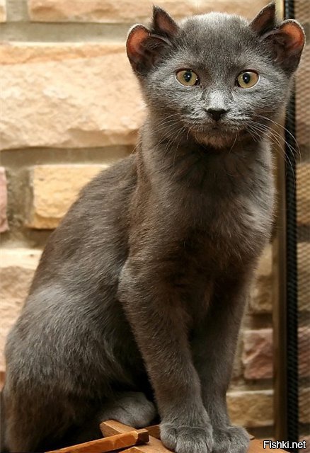 Cats