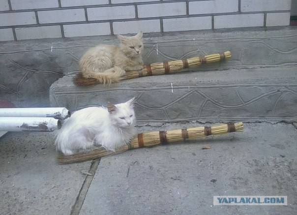 Cats
