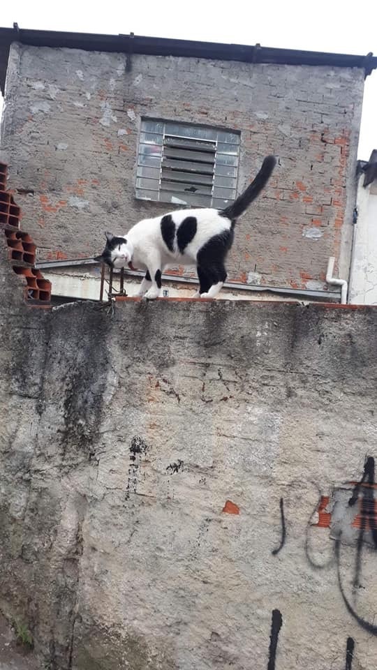Cats