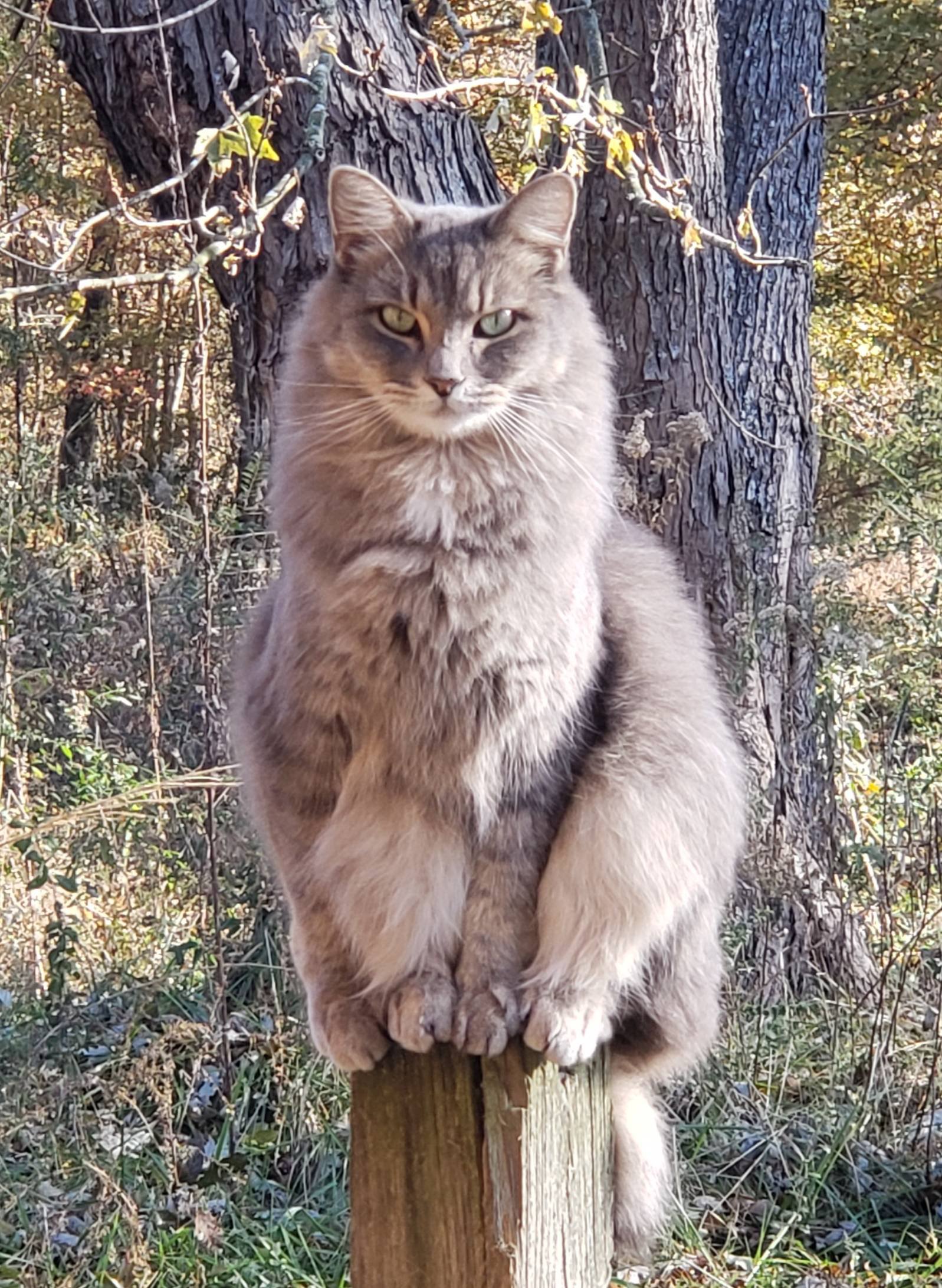 Cats