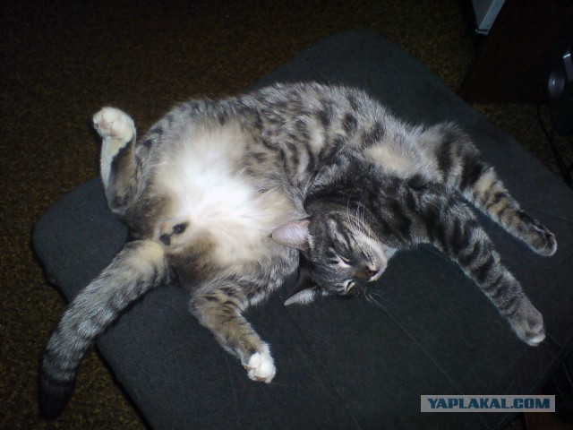 Cats
