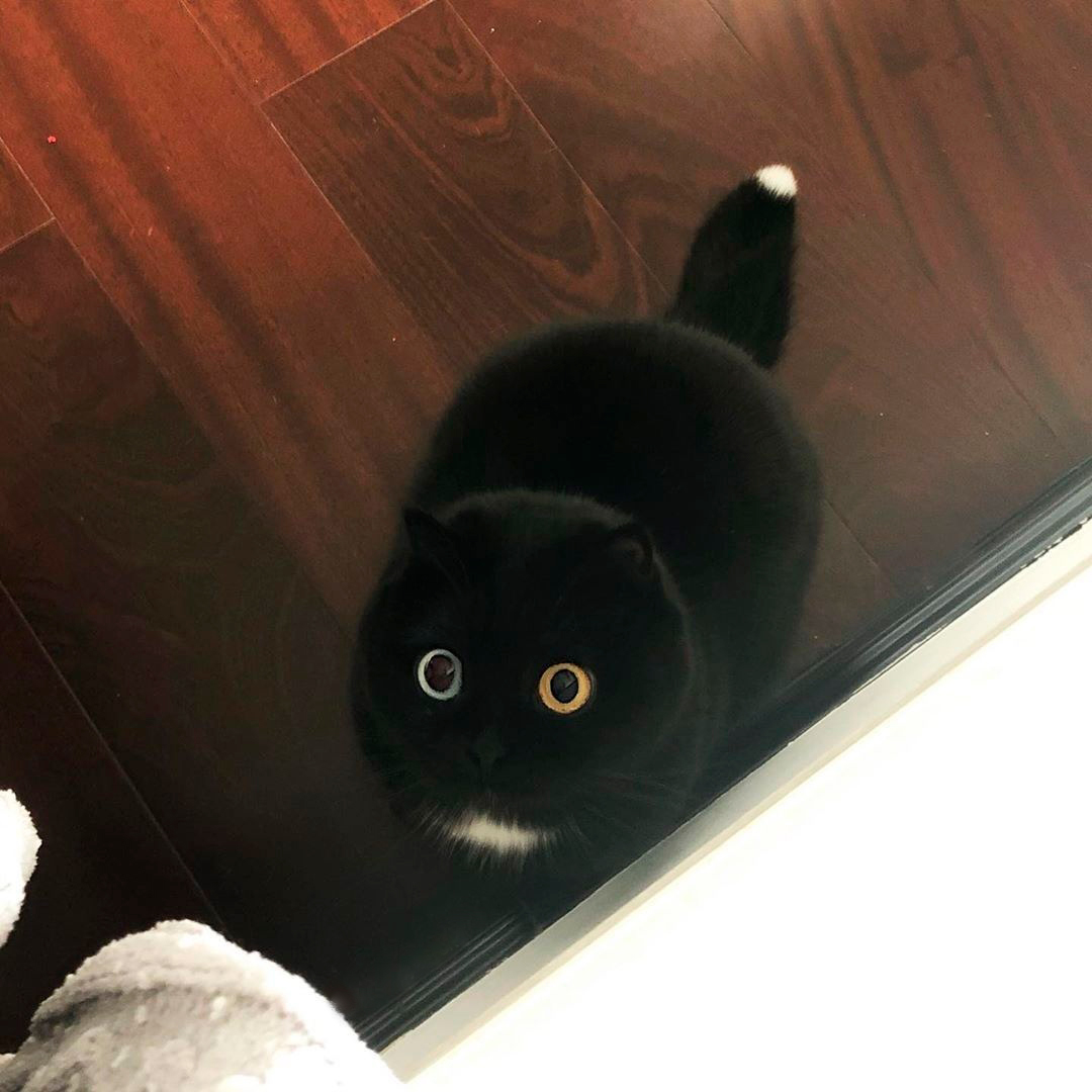 Cats