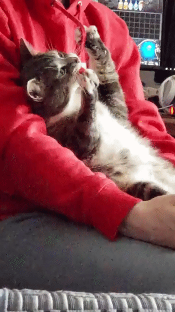 Cats