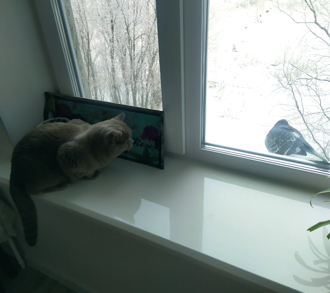 Cats