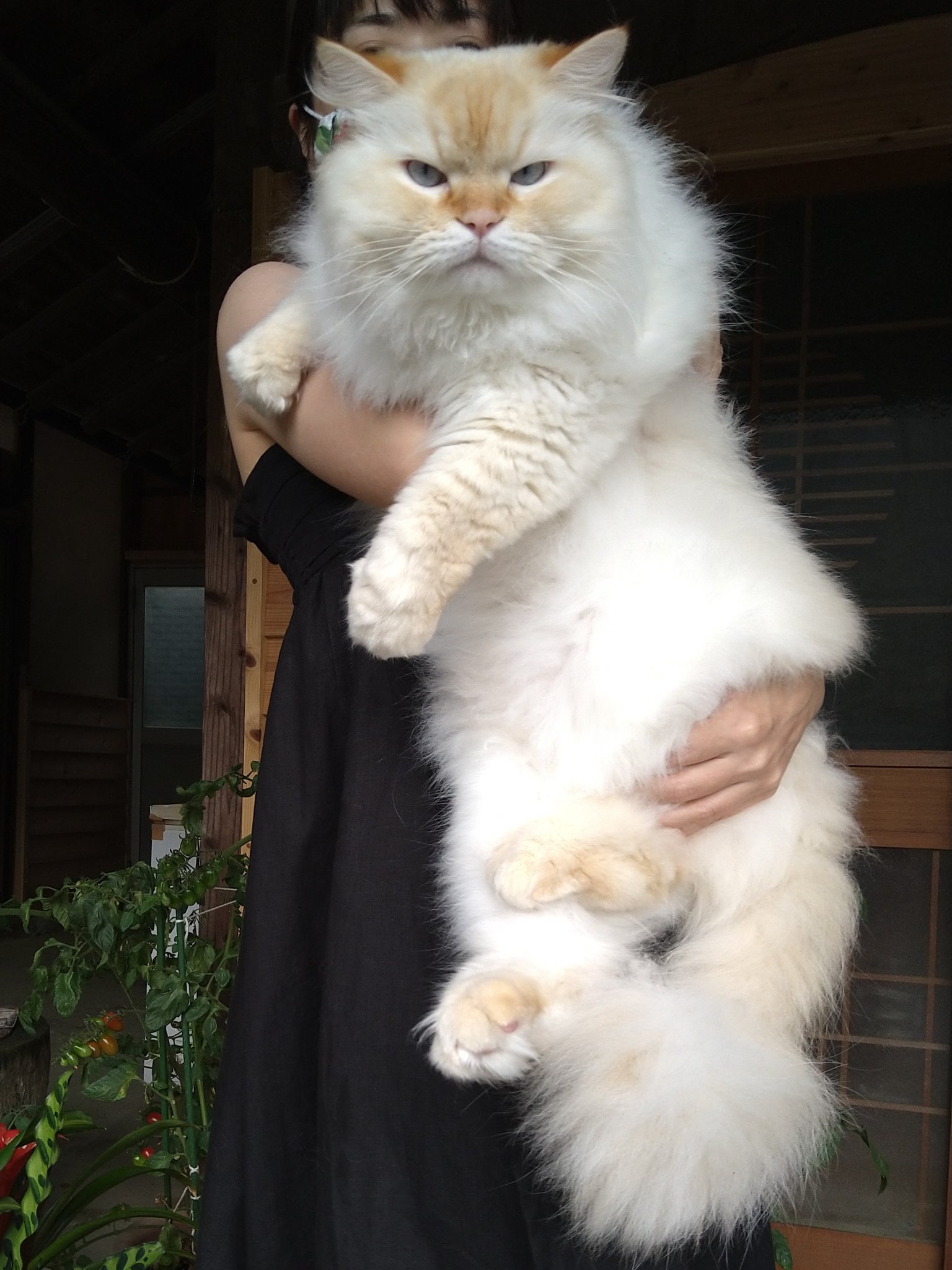 Cats