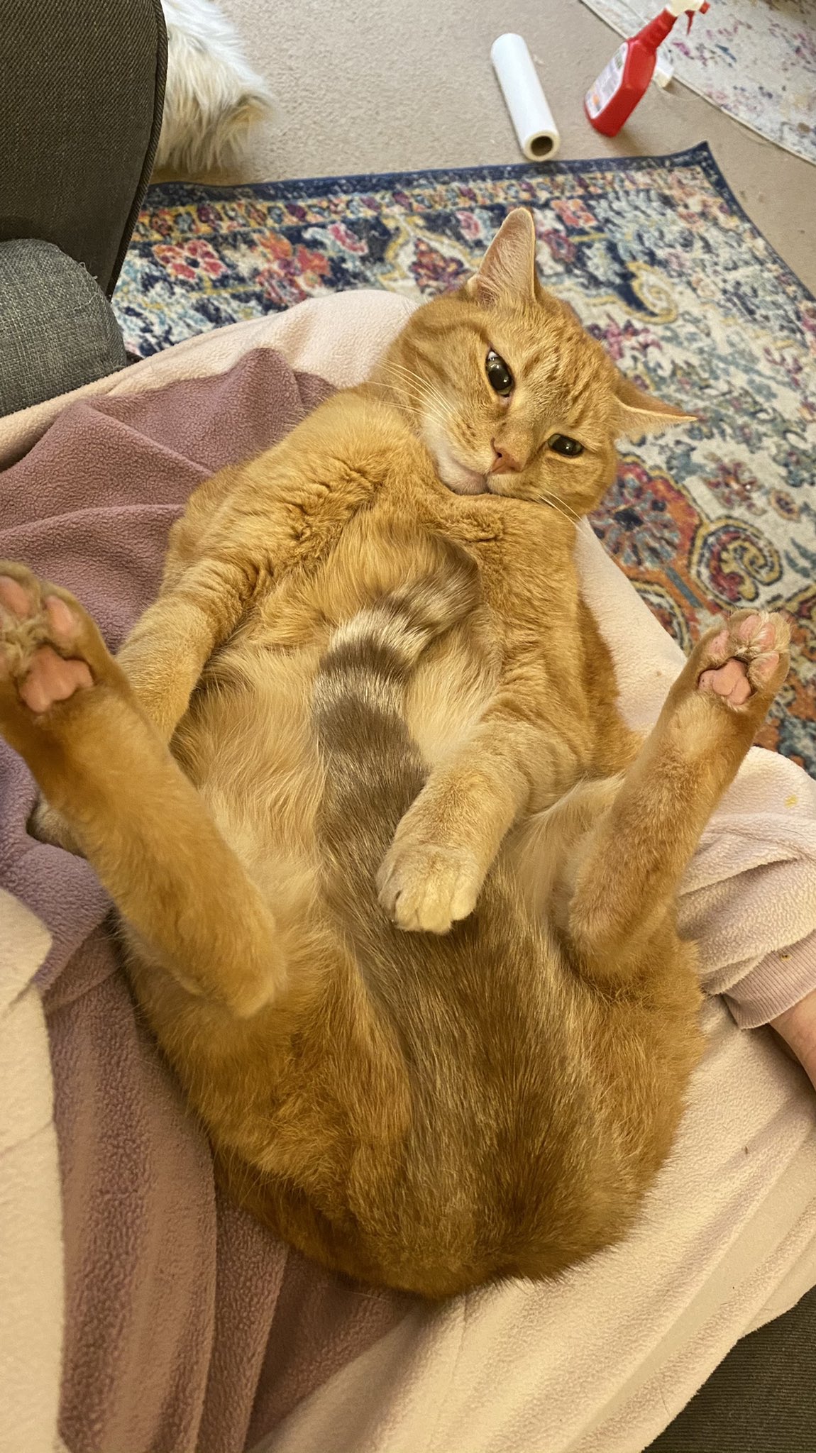 Cats