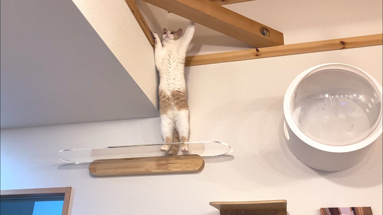 Cats