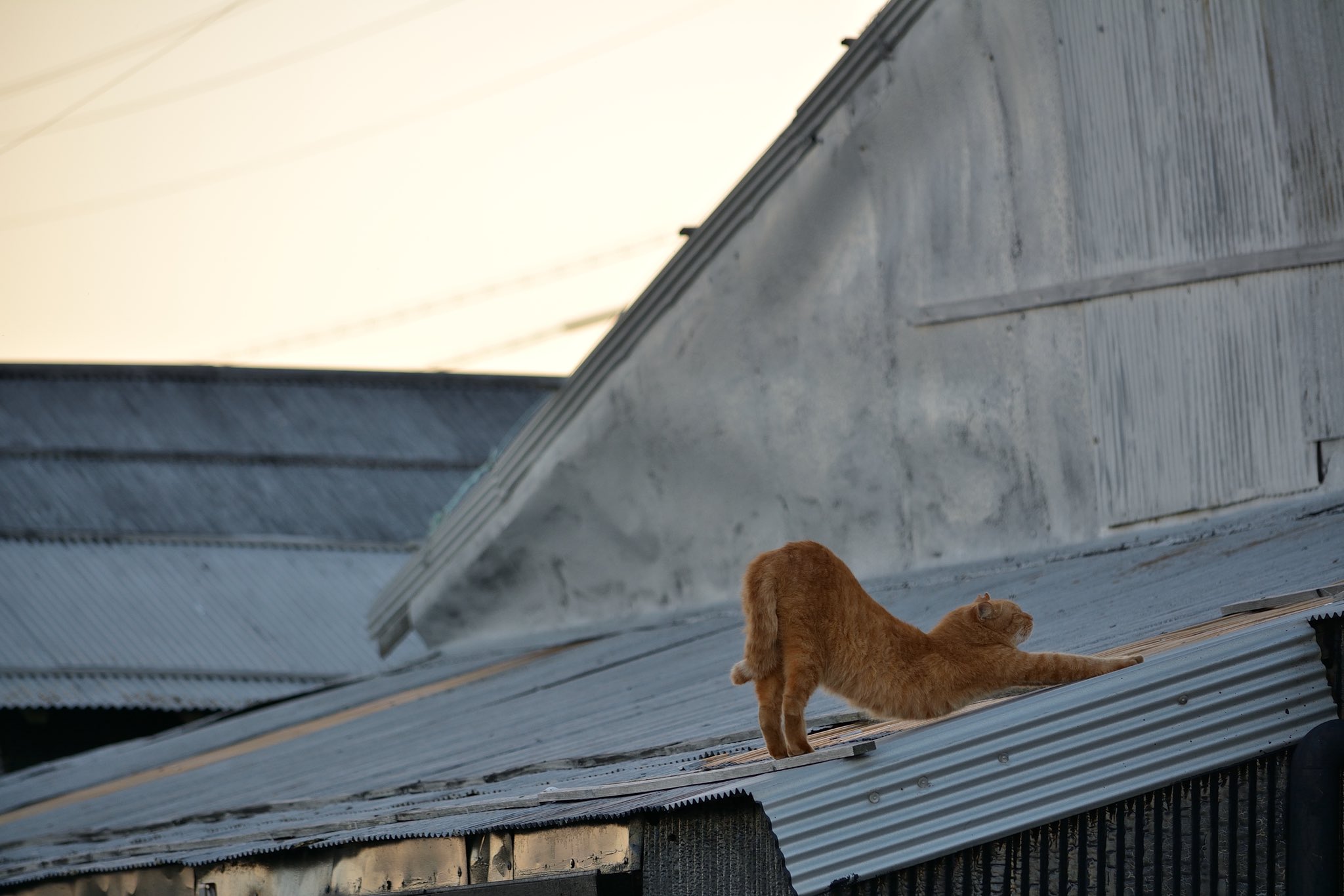 Cats