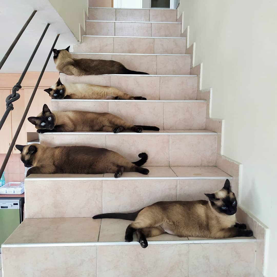 Cats