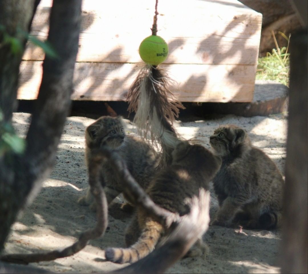 Cats