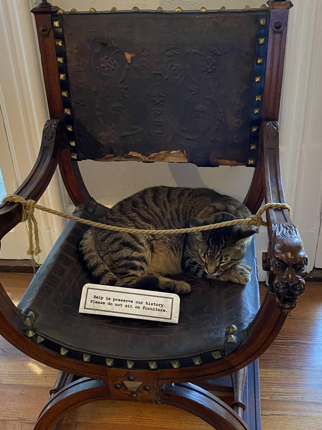 Cats