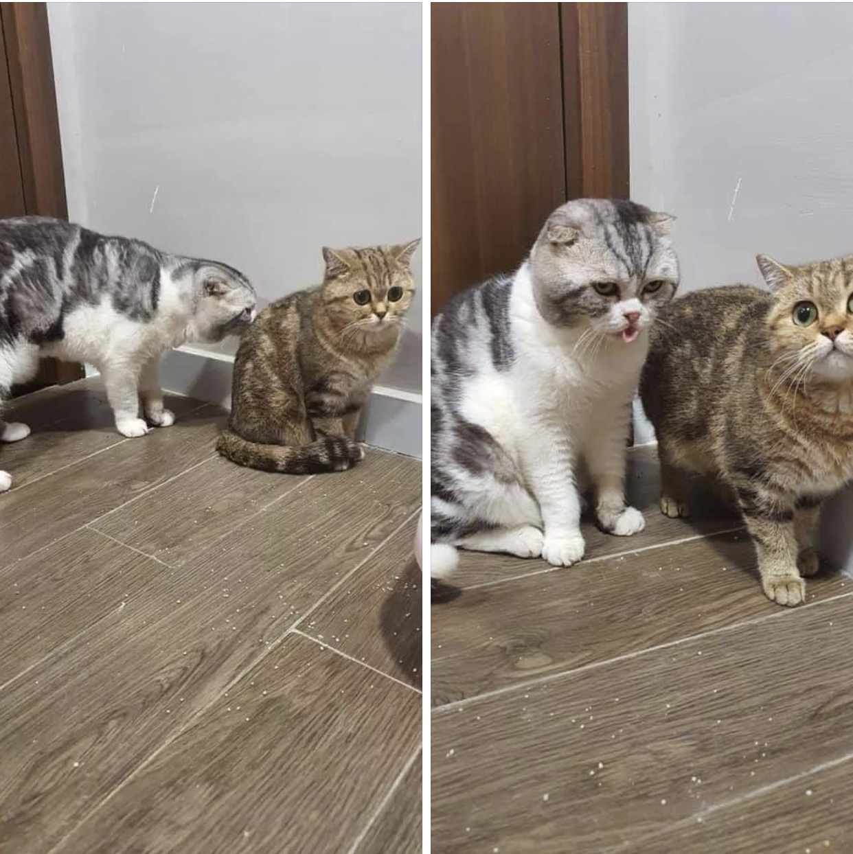 Cats
