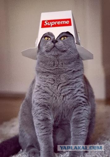 Cats