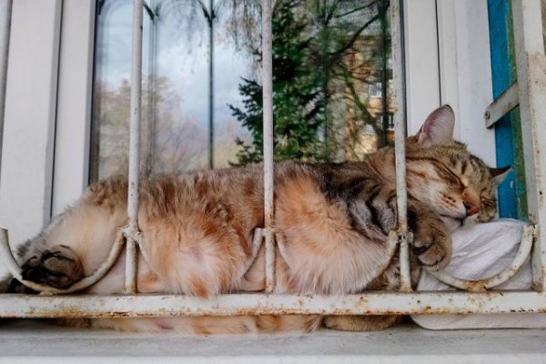Cats