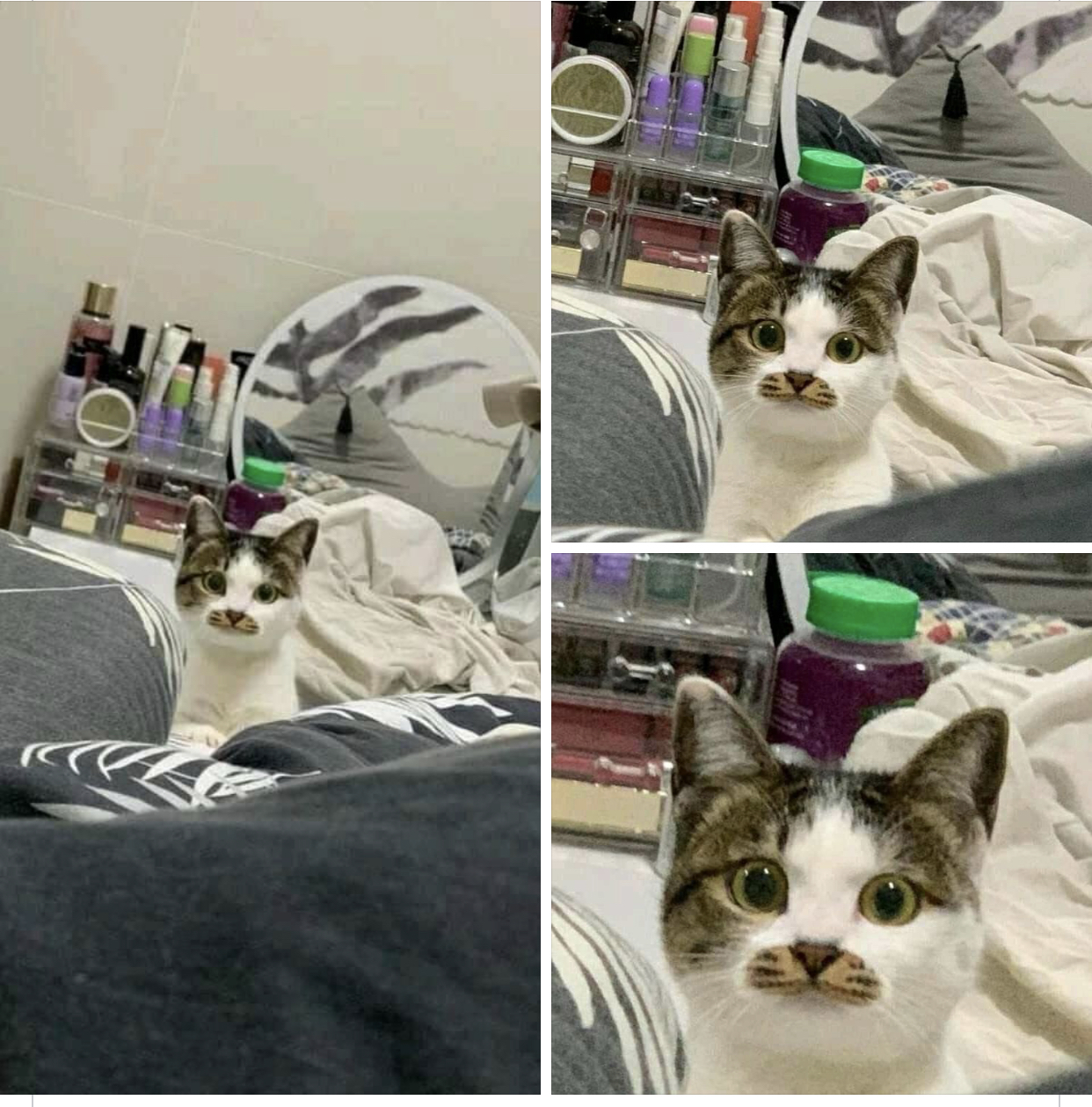 Cats