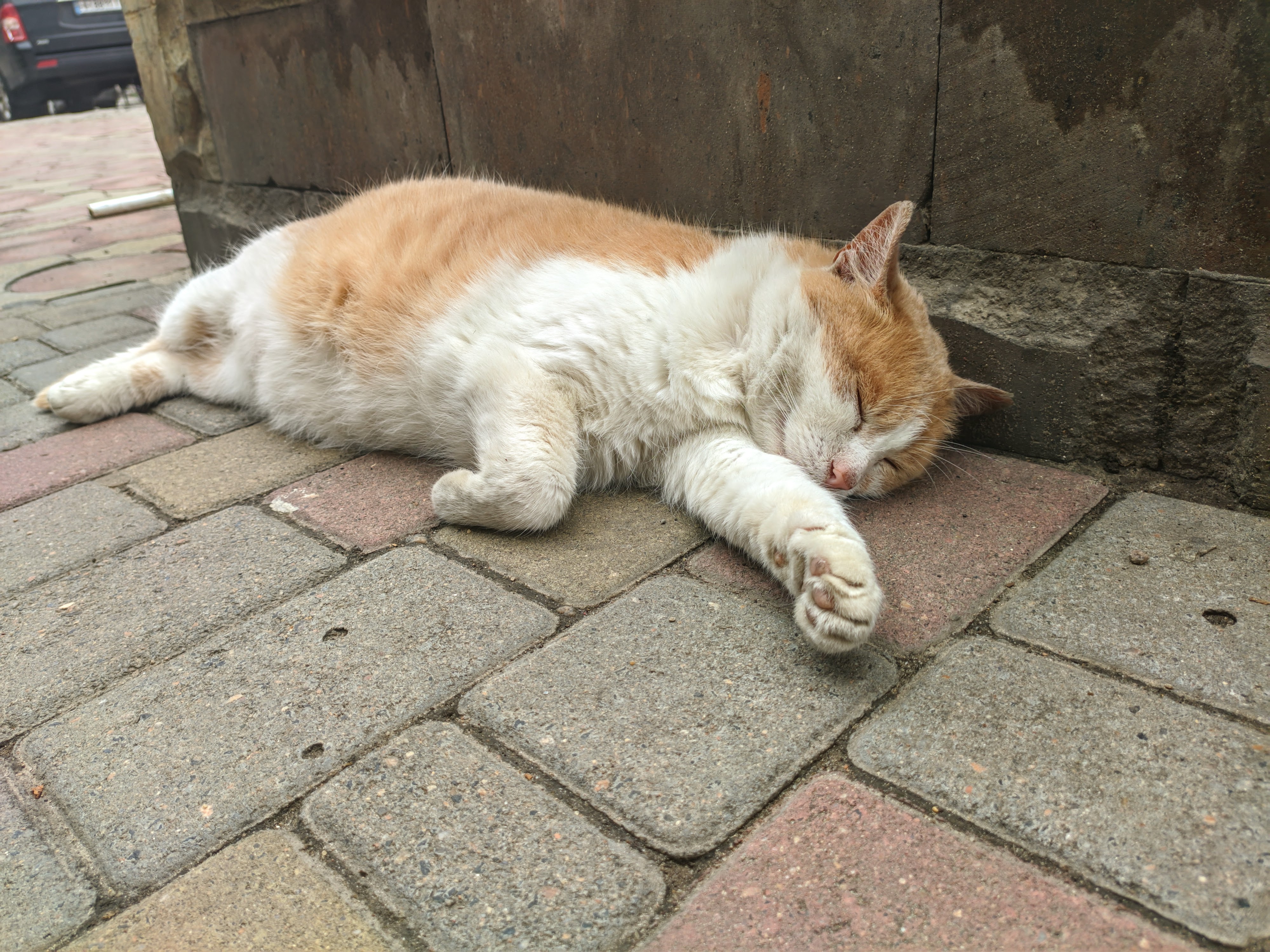 Cats