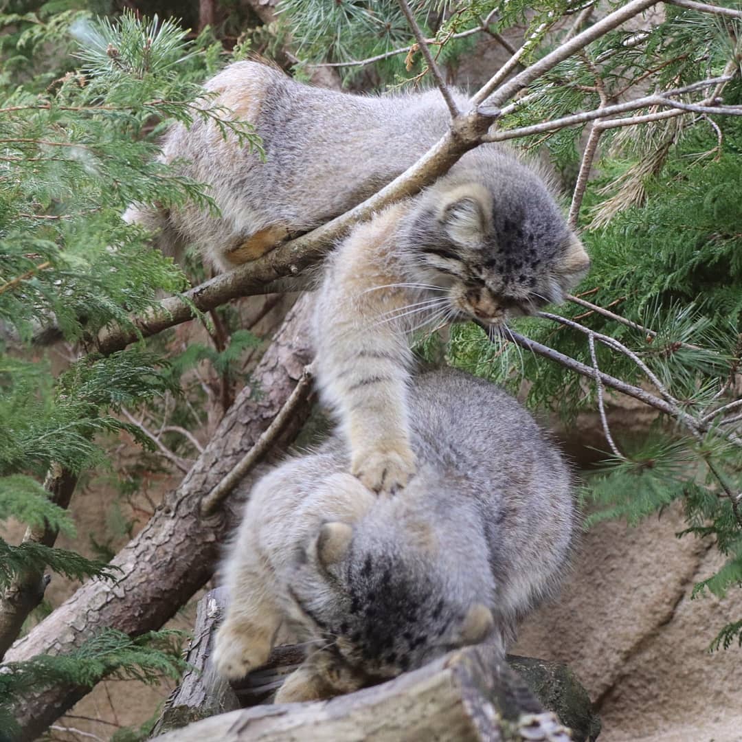 Cats