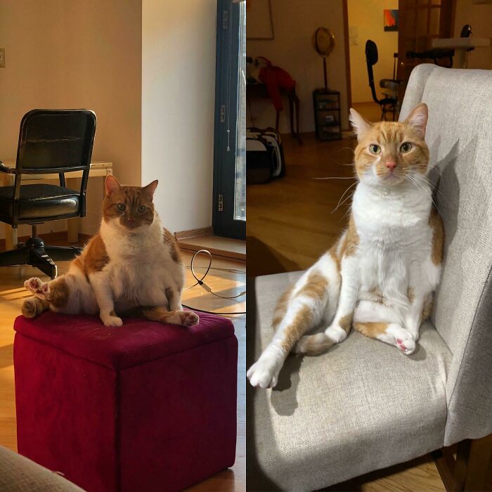 Cats