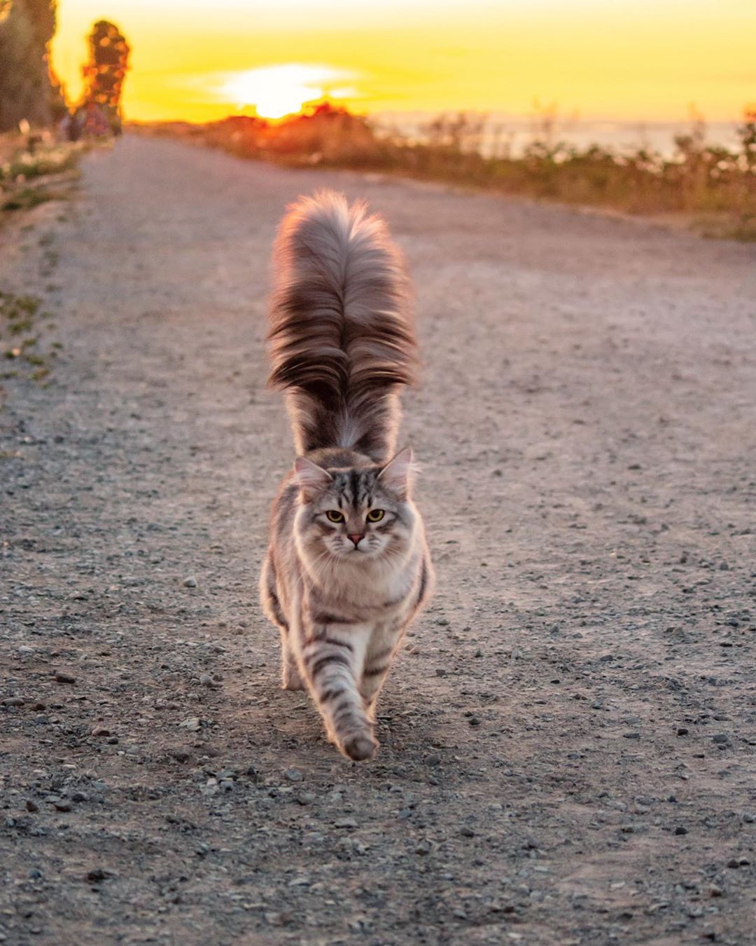 Cats
