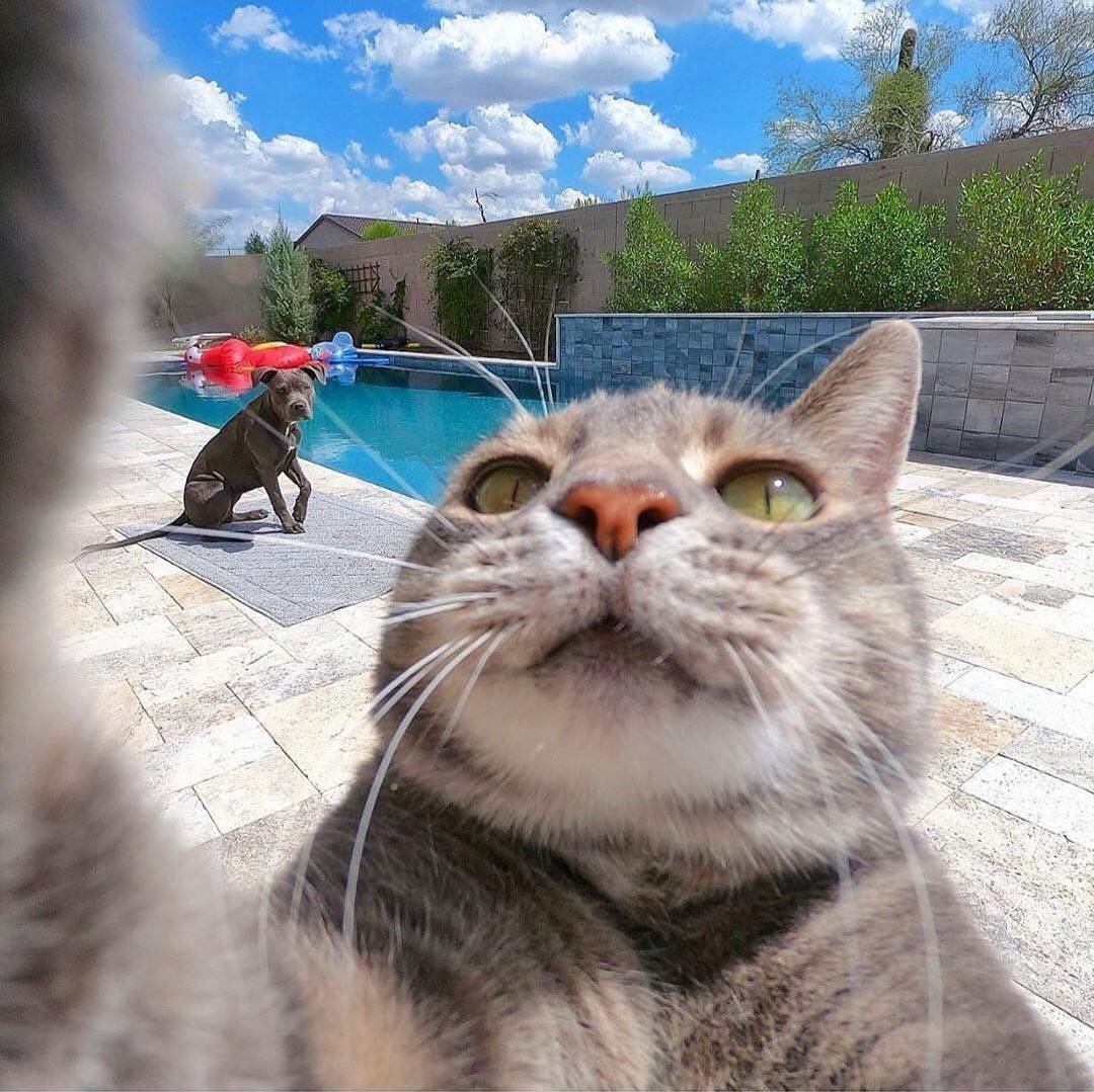 Cats