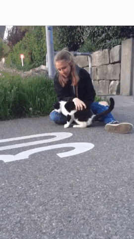 Cats