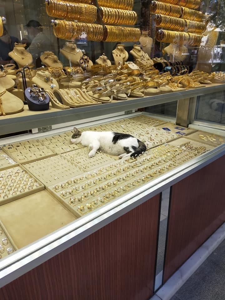 Cats