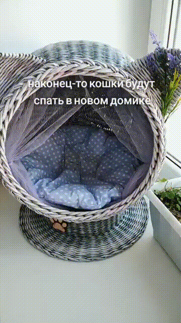 Cats
