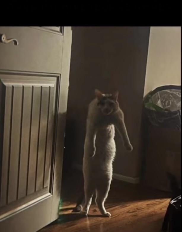 Cats