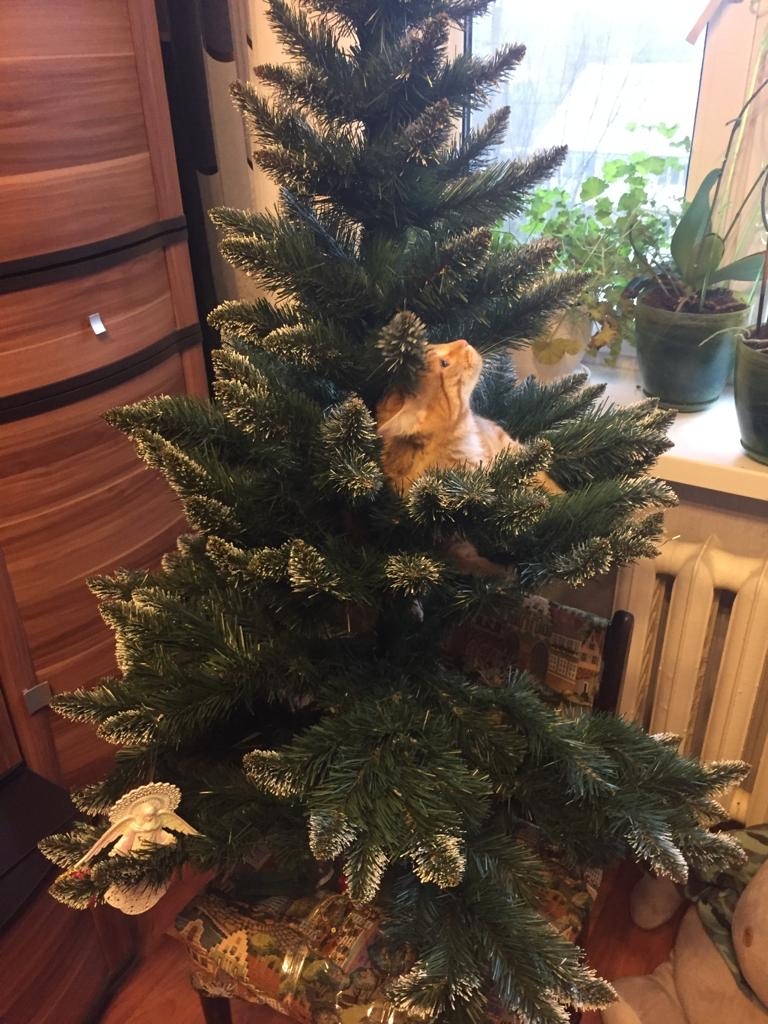 Cats