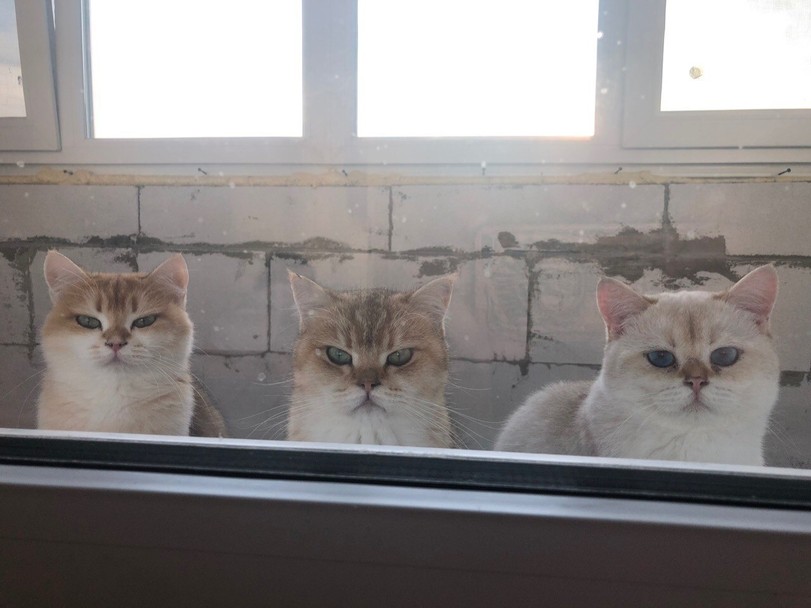 Cats