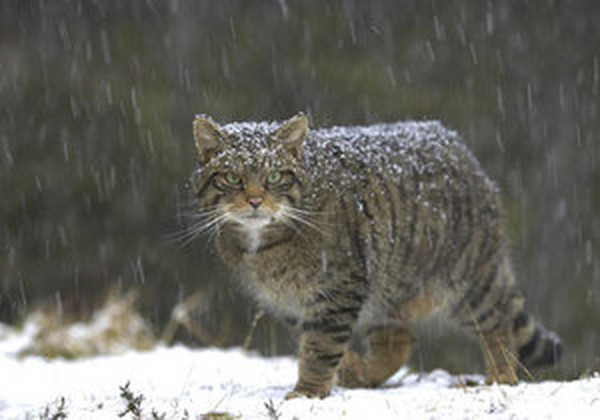 Cats