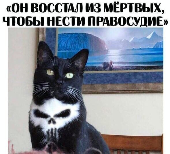 Cats