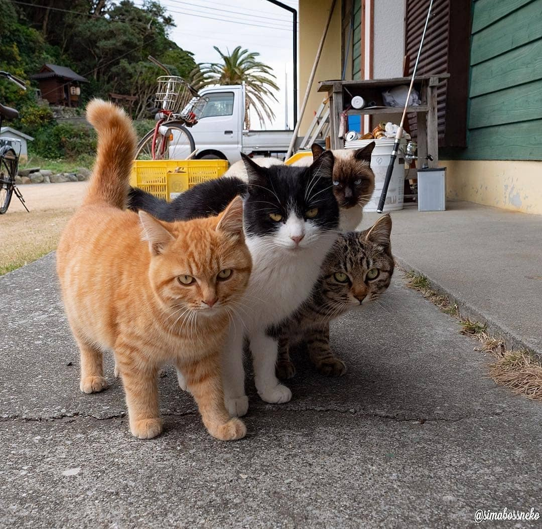 Cats