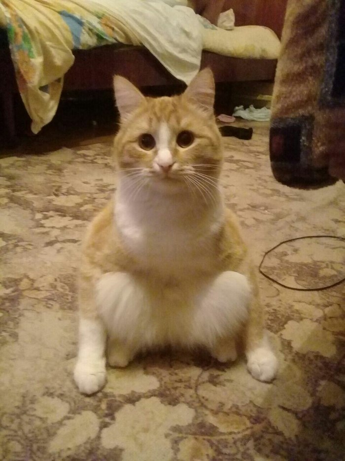 Cats