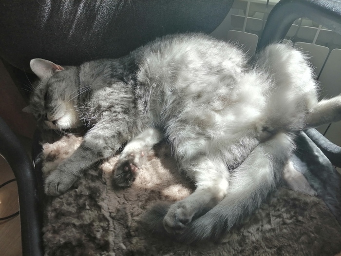 Cats