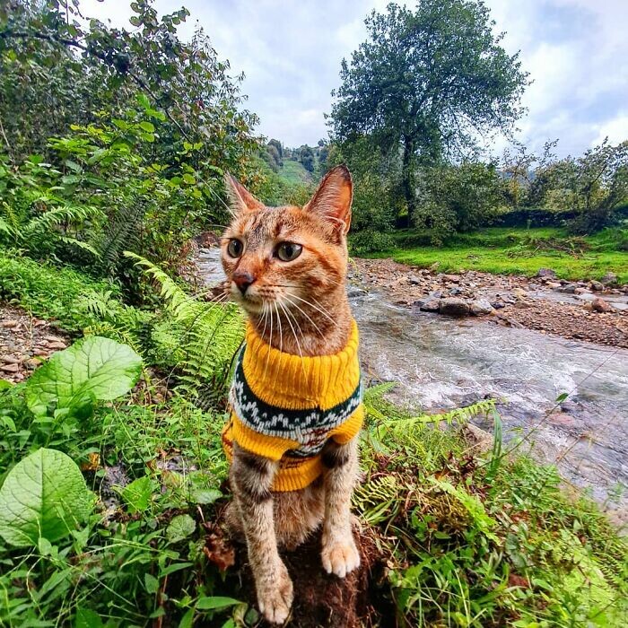Cats