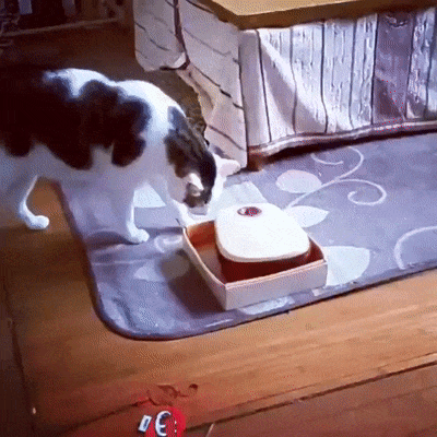 Cats