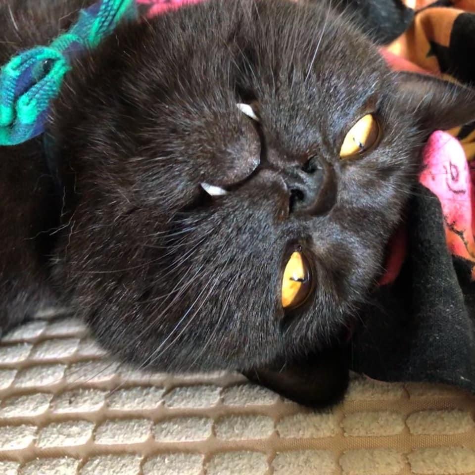 Cats